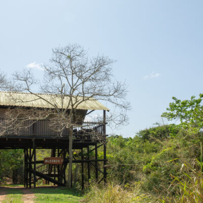 Tree on sale top tents